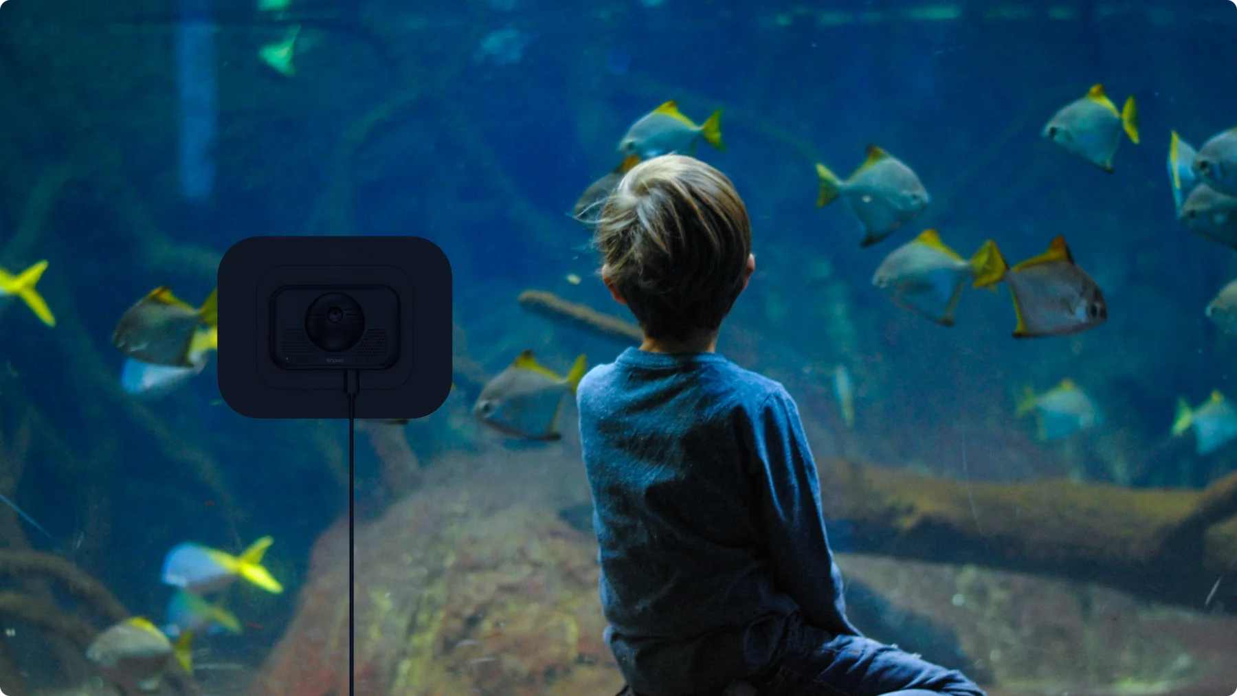 Watching fish at the aquarium