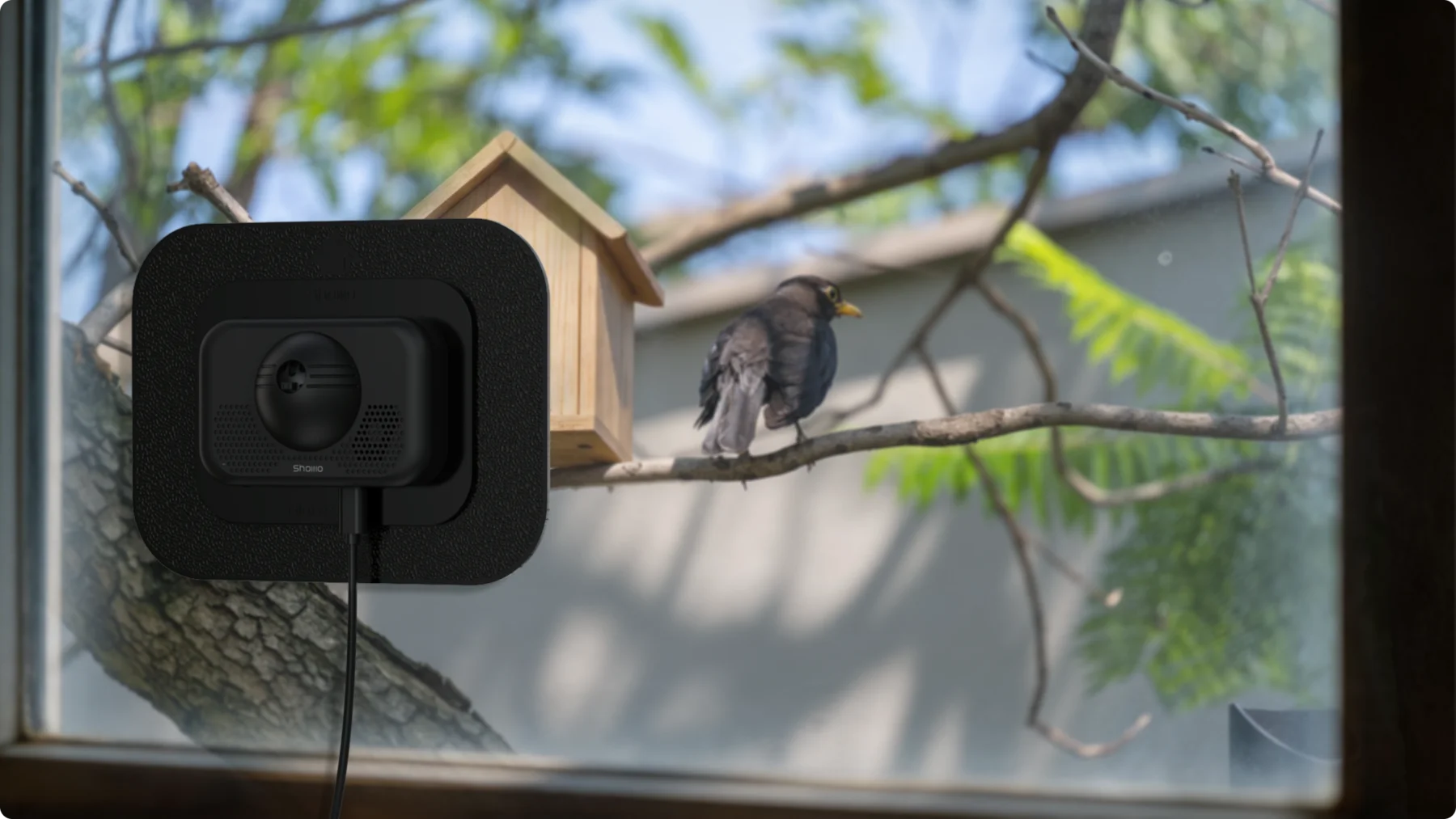 Birds and backyard wildlife outside the window